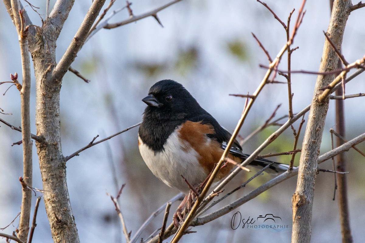 Eastern Towhee - ML645860629