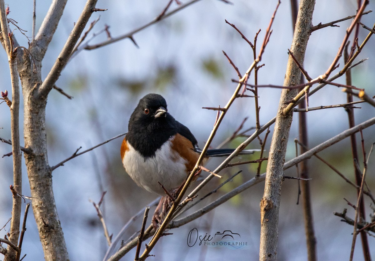 Eastern Towhee - ML645860631