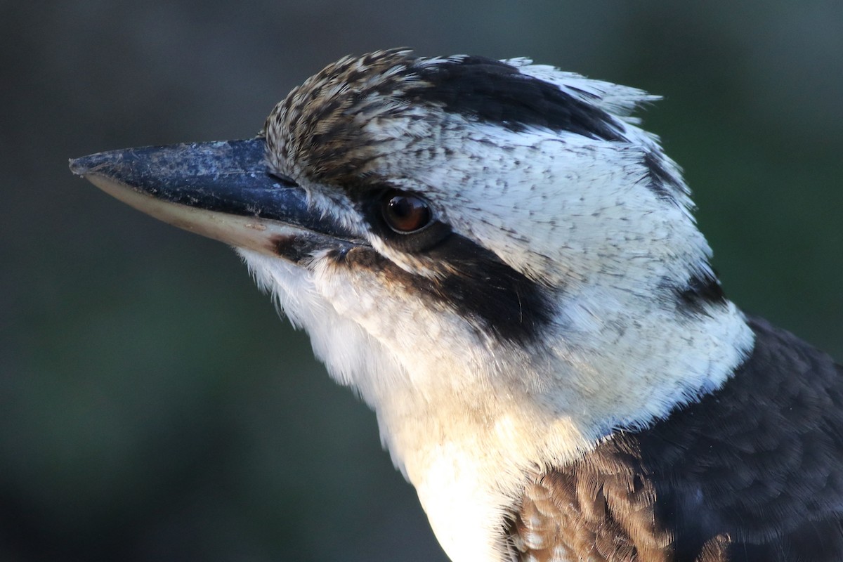 ledňák obrovský - ML645860632