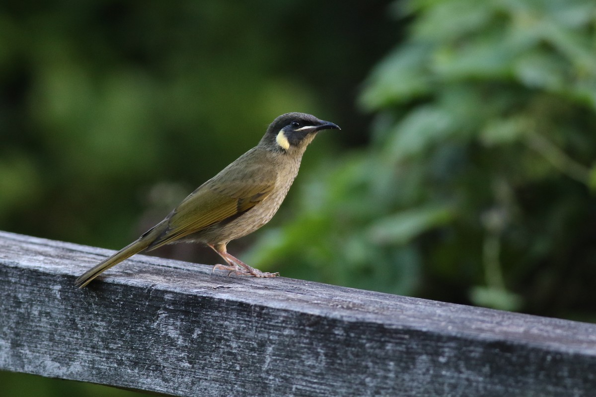 medosavka jasnohlasá - ML645860637