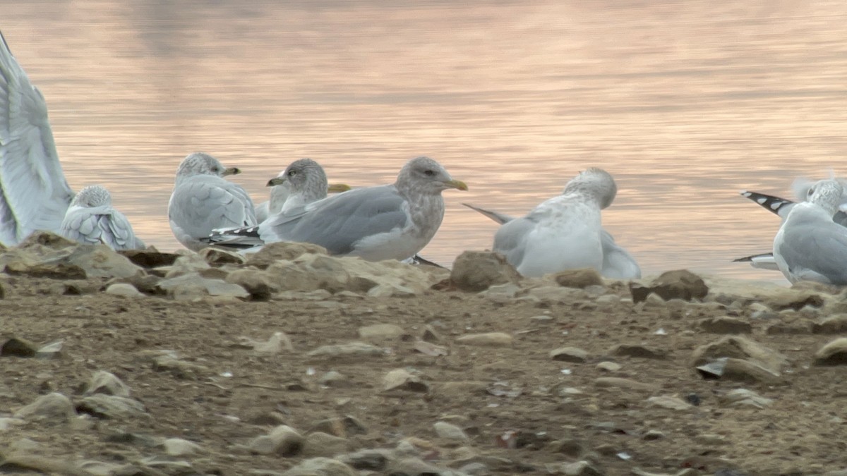 Iceland Gull (thayeri/kumlieni) - ML645860641