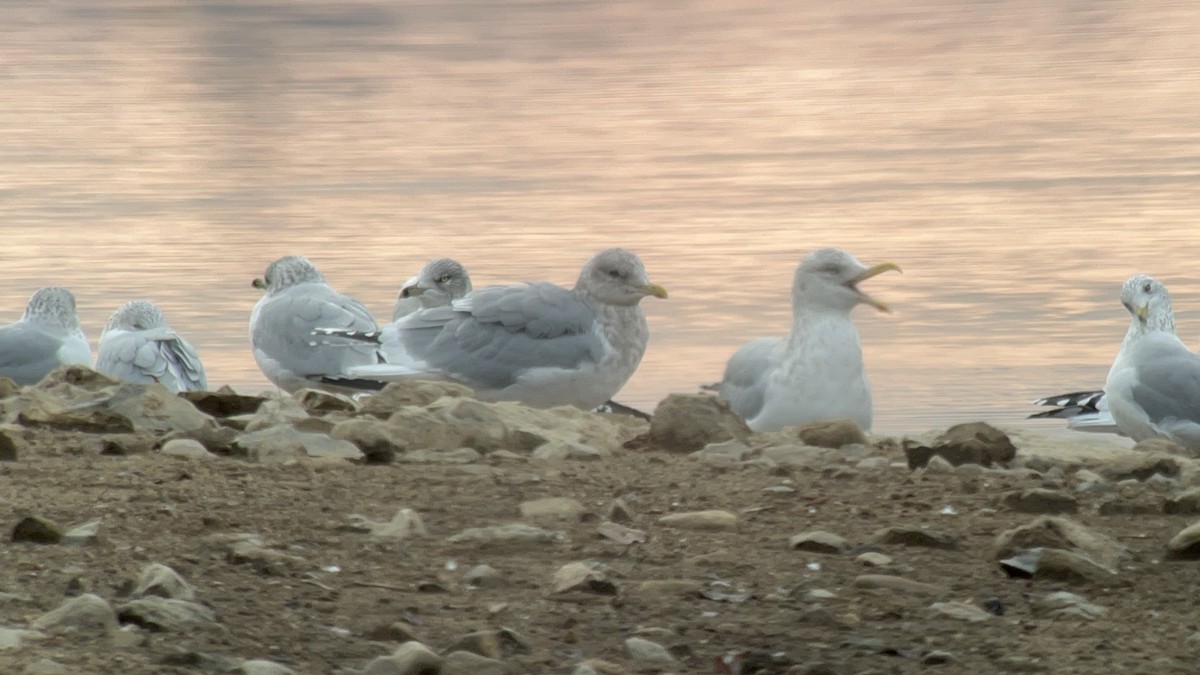 Iceland Gull (thayeri/kumlieni) - ML645860642