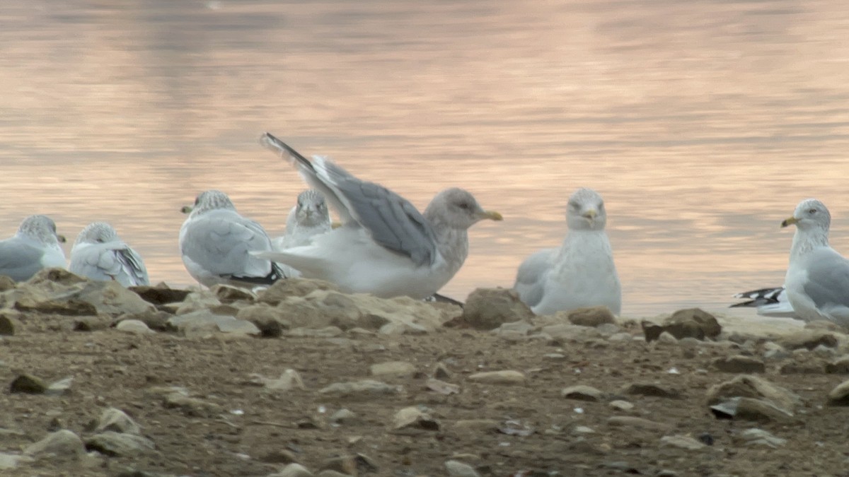 Iceland Gull (thayeri/kumlieni) - ML645860643