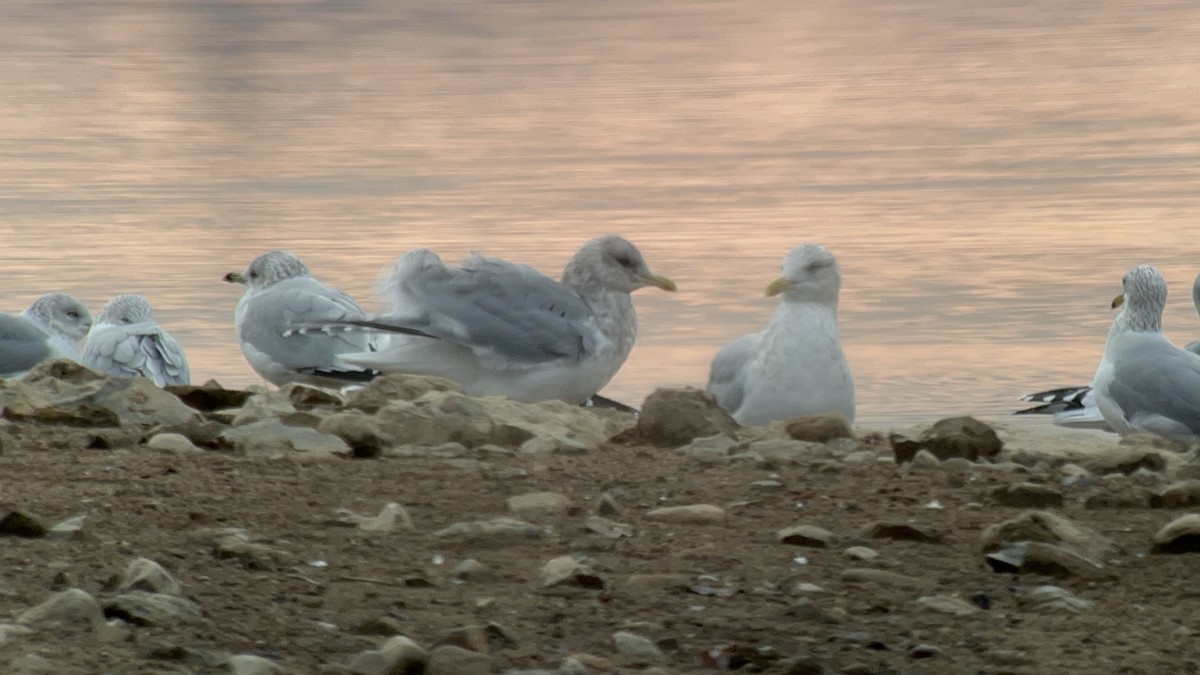 Iceland Gull (thayeri/kumlieni) - ML645860644