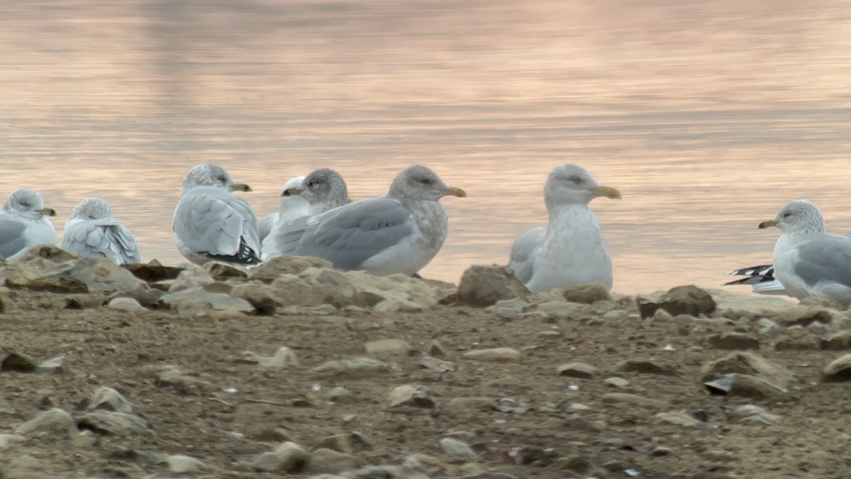 Iceland Gull (thayeri/kumlieni) - ML645860645