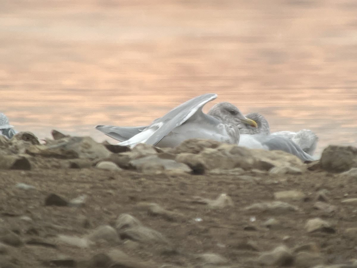Iceland Gull (thayeri/kumlieni) - ML645860646