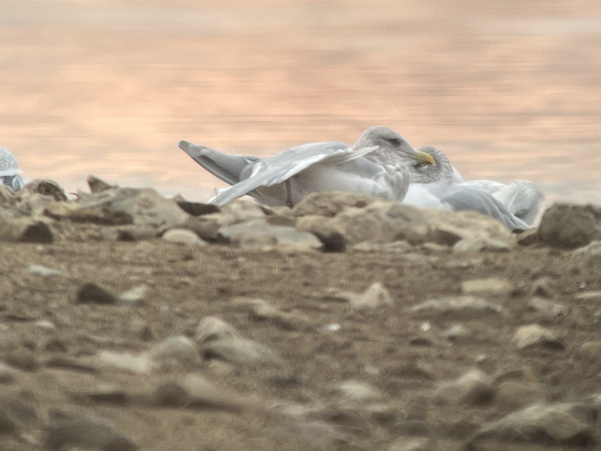 Iceland Gull (thayeri/kumlieni) - ML645860647