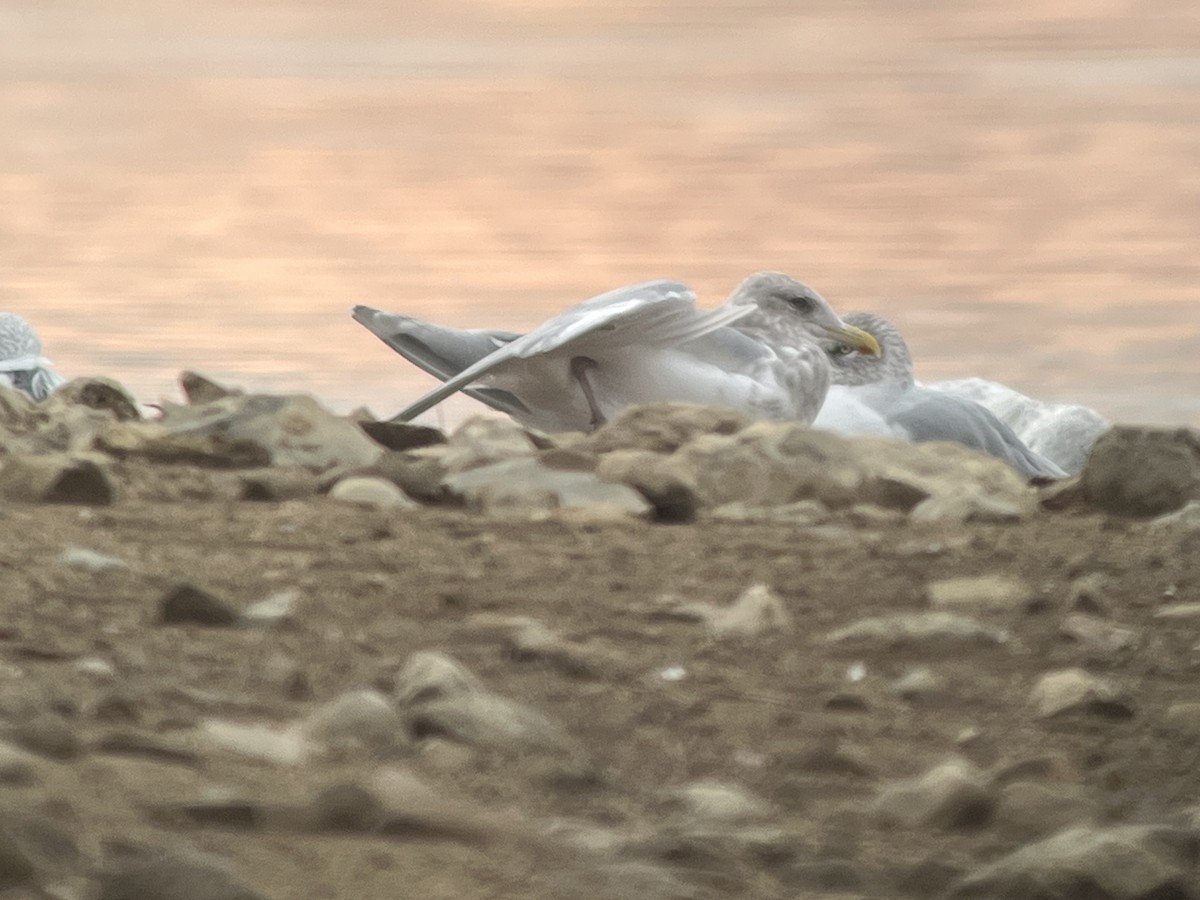 Iceland Gull (thayeri/kumlieni) - ML645860648