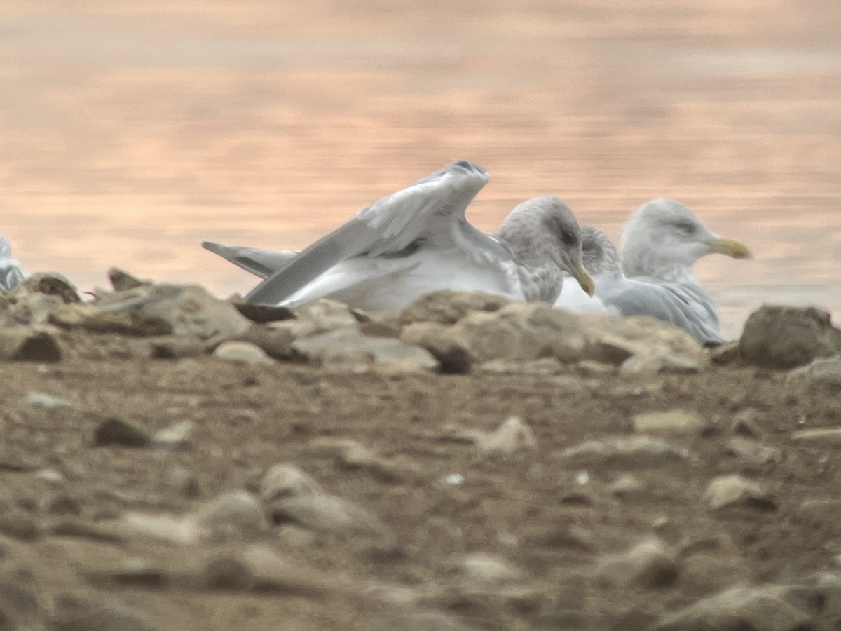 Iceland Gull (thayeri/kumlieni) - ML645860649