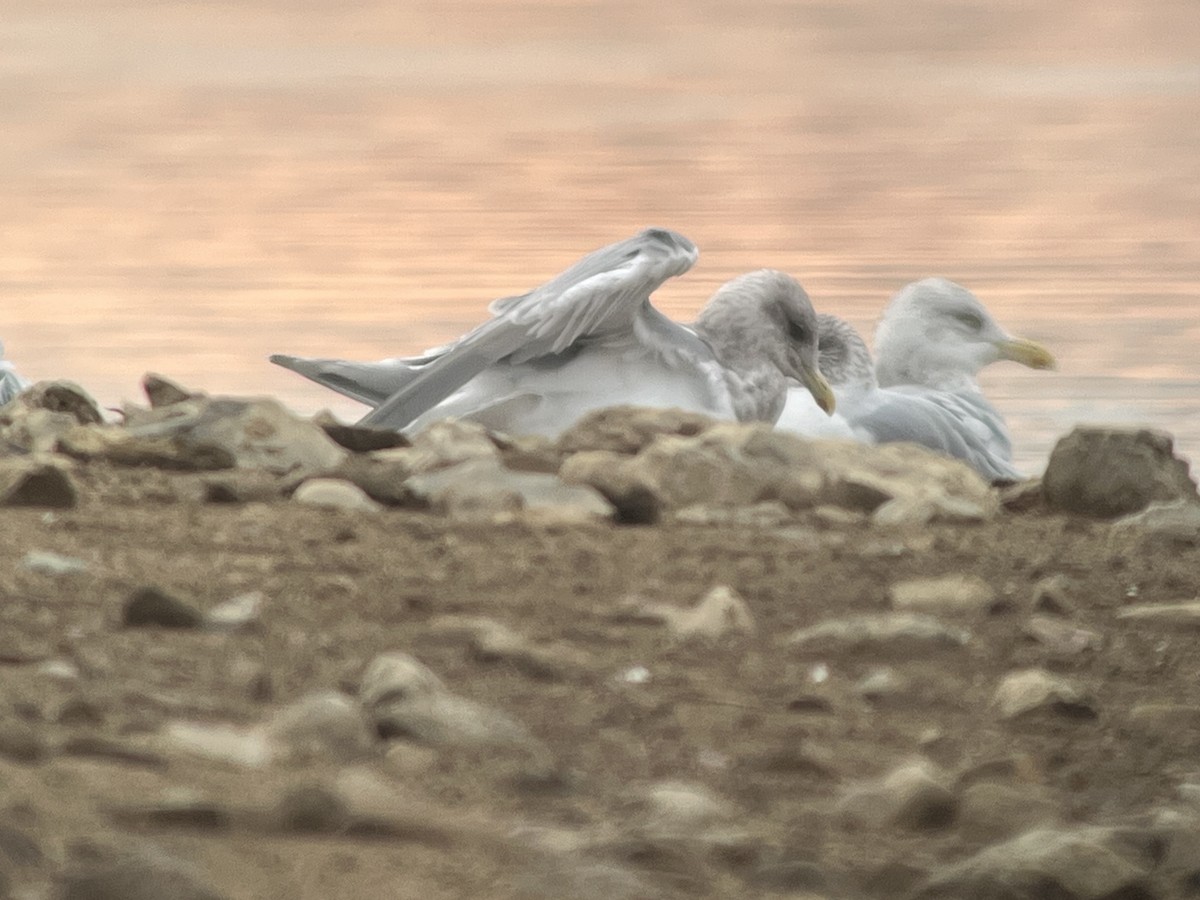 Iceland Gull (thayeri/kumlieni) - ML645860650