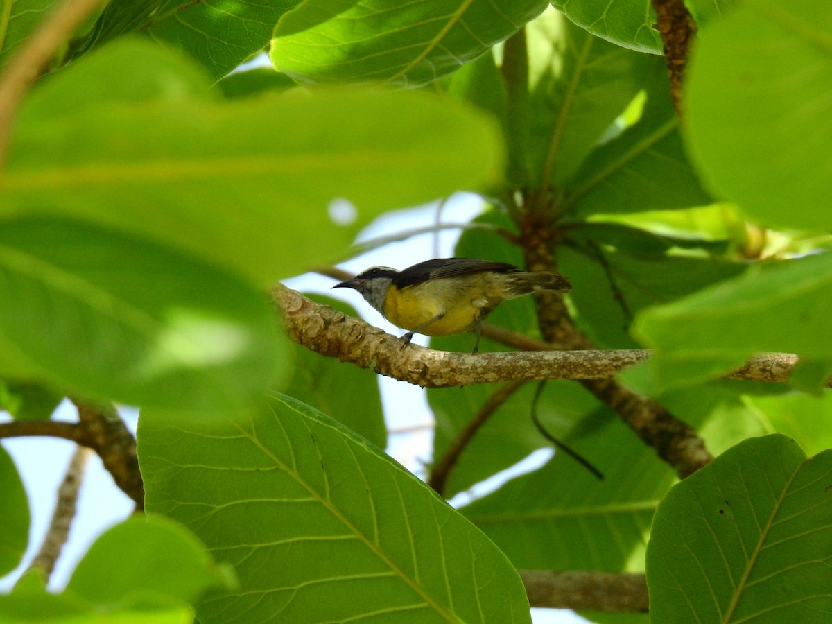 Zuckervogel - ML645860659