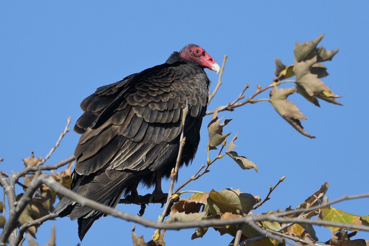 Turkey Vulture - ML645860667