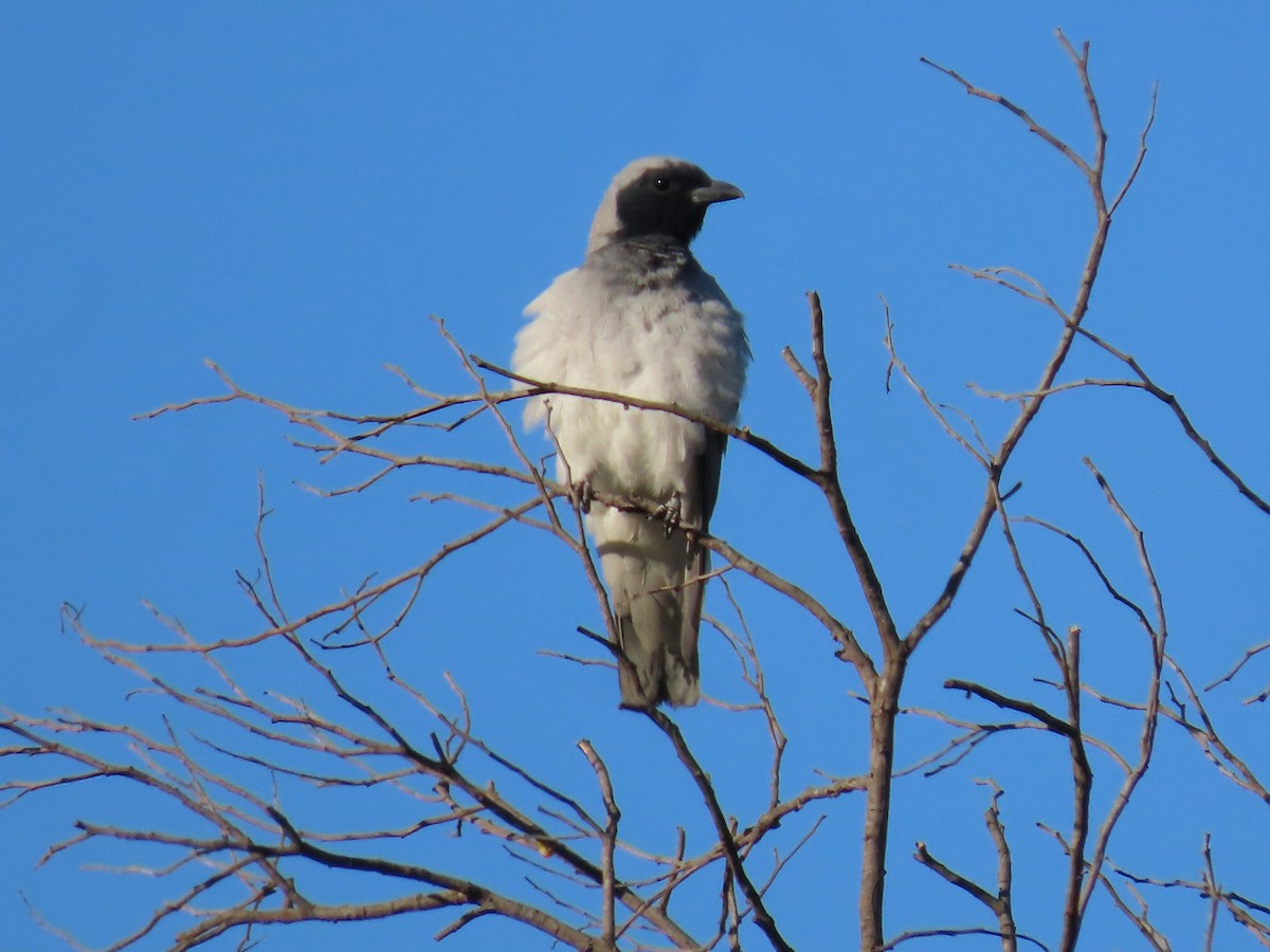 Black-faced Cuckooshrike - ML645860668