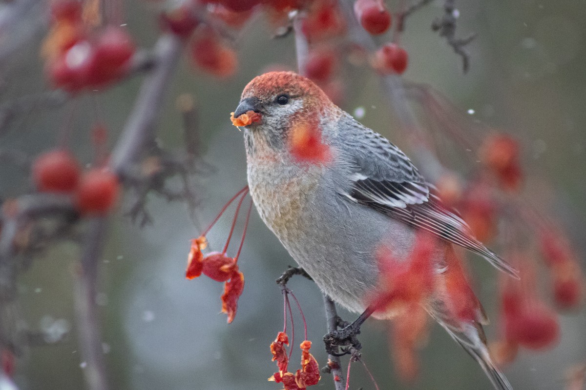 Pine Grosbeak - ML645860670