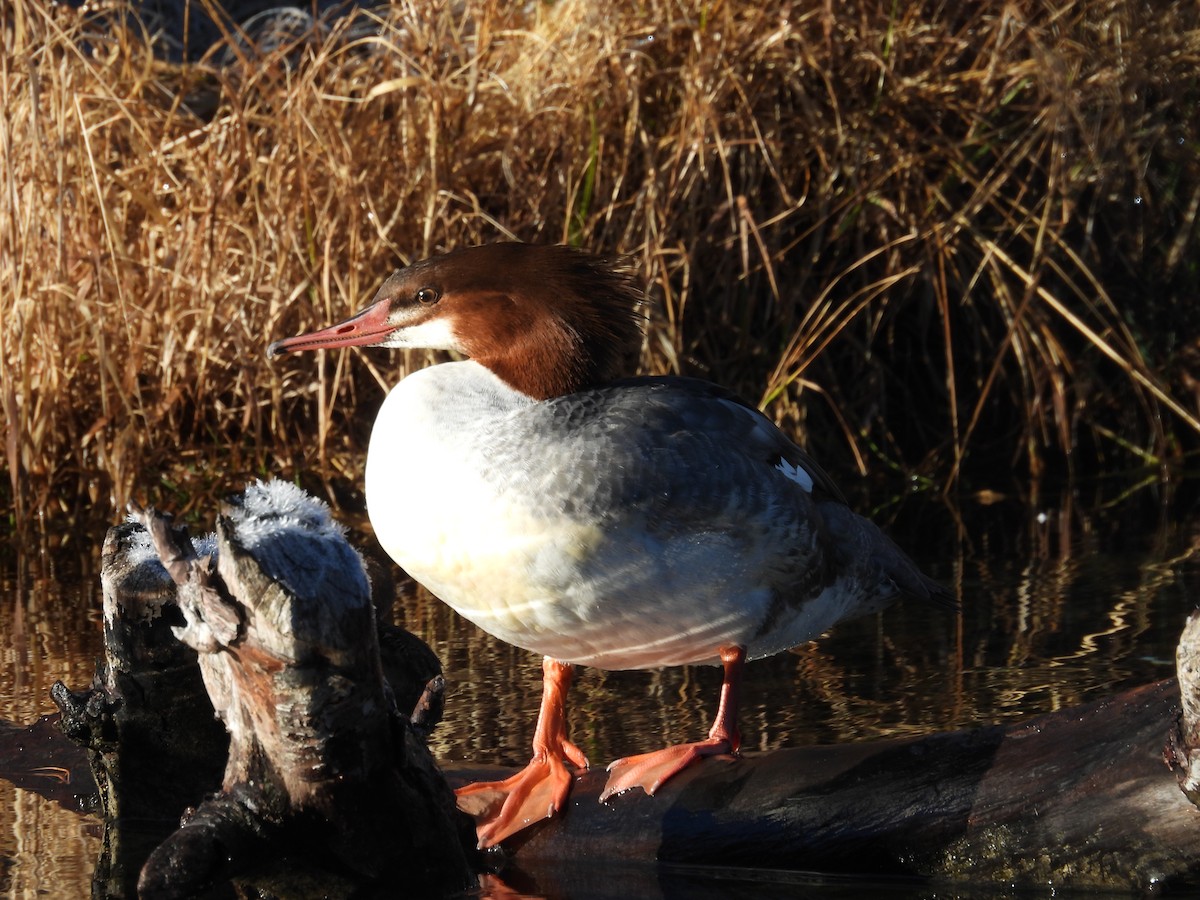 Common Merganser - ML645860672