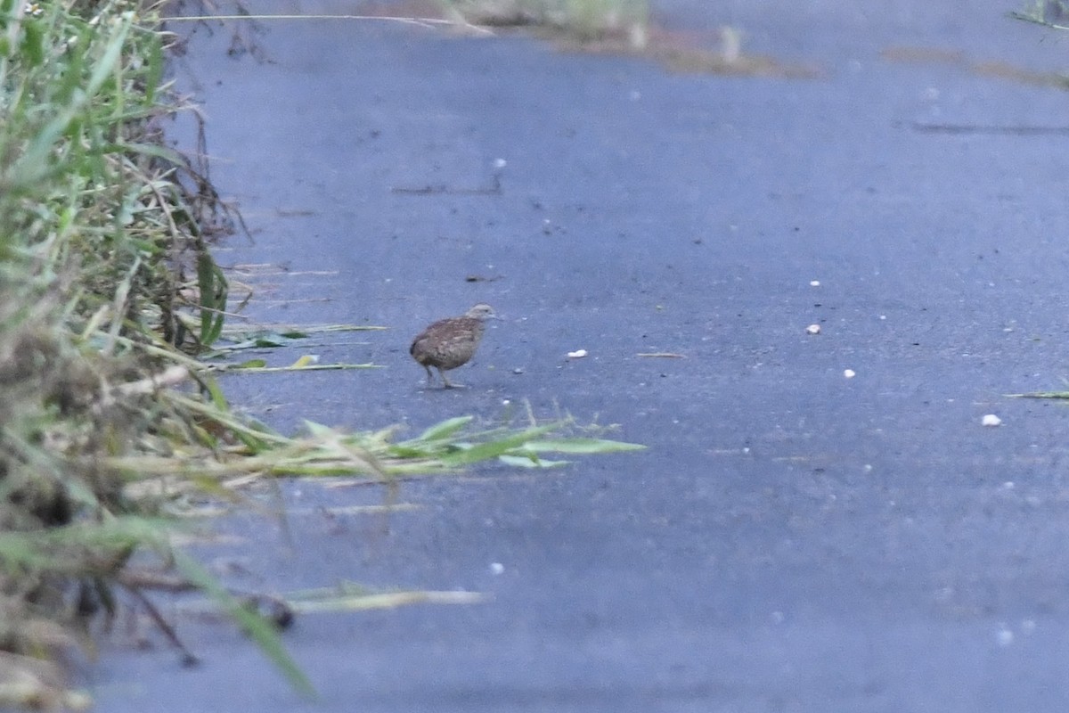 Barred Buttonquail - ML645860673