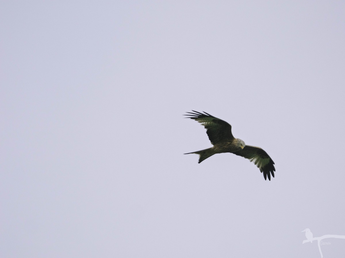 Red Kite - ML645860676