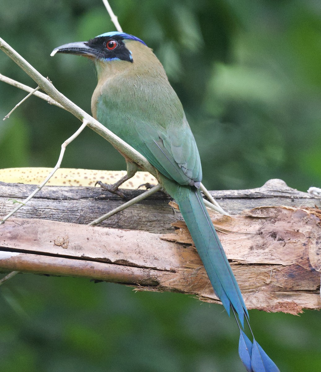 Whooping Motmot - ML645860677