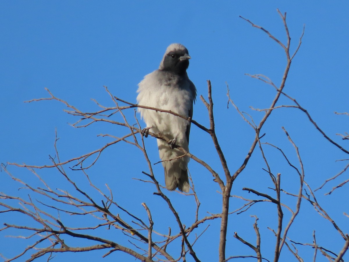 Black-faced Cuckooshrike - ML645860678