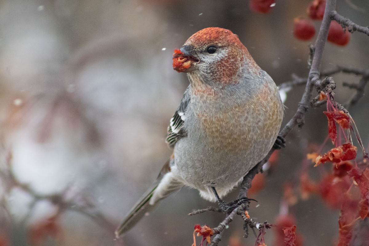 Pine Grosbeak - ML645860679