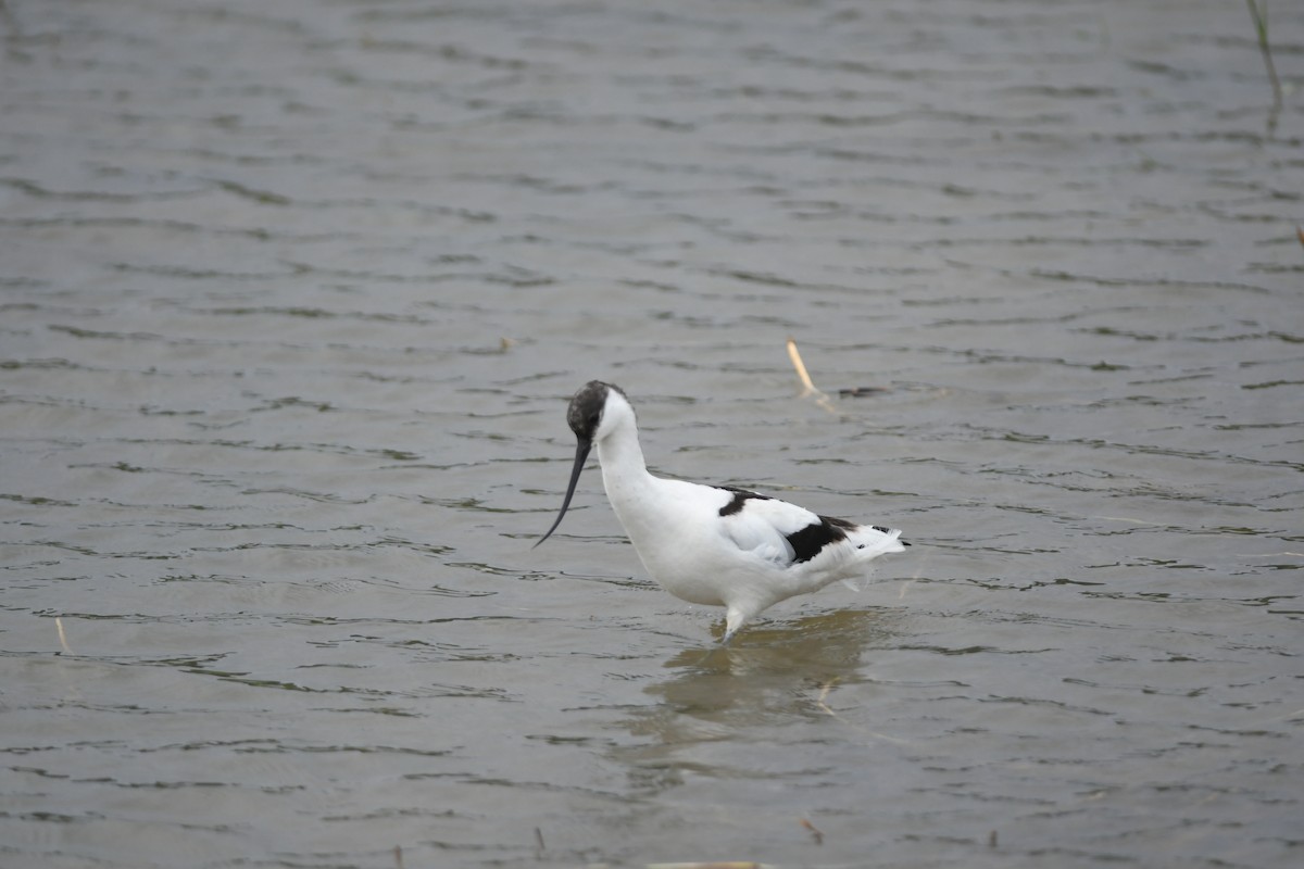 Pied Avocet - ML645860680