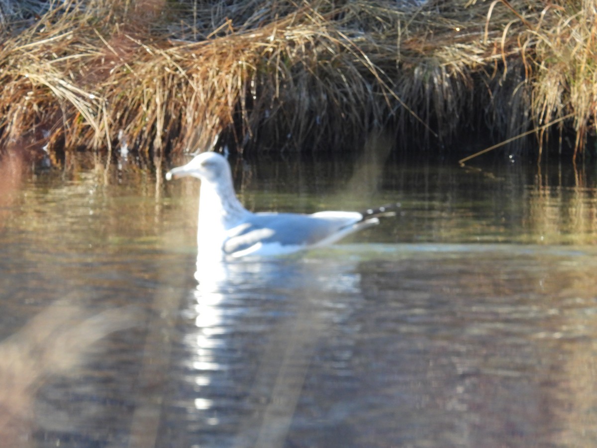 Ring-billed Gull - ML645860682