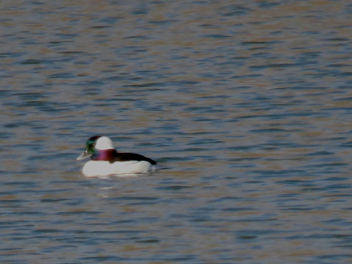 Bufflehead - ML645860683