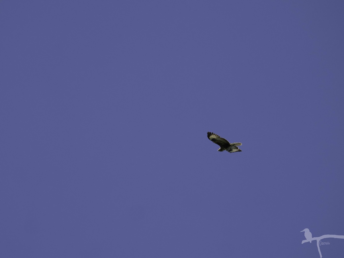 Common Buzzard - ML645860684
