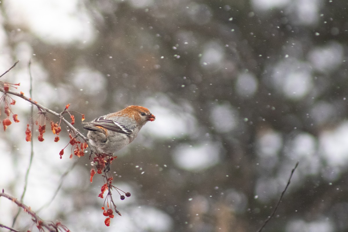 Pine Grosbeak - ML645860685