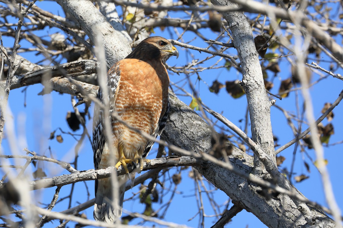 Red-shouldered Hawk - ML645860687
