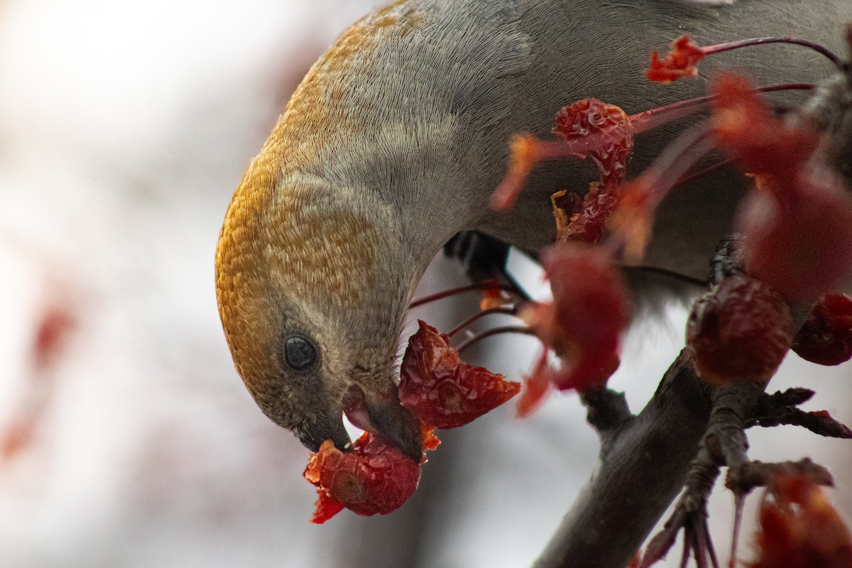 Pine Grosbeak - ML645860688