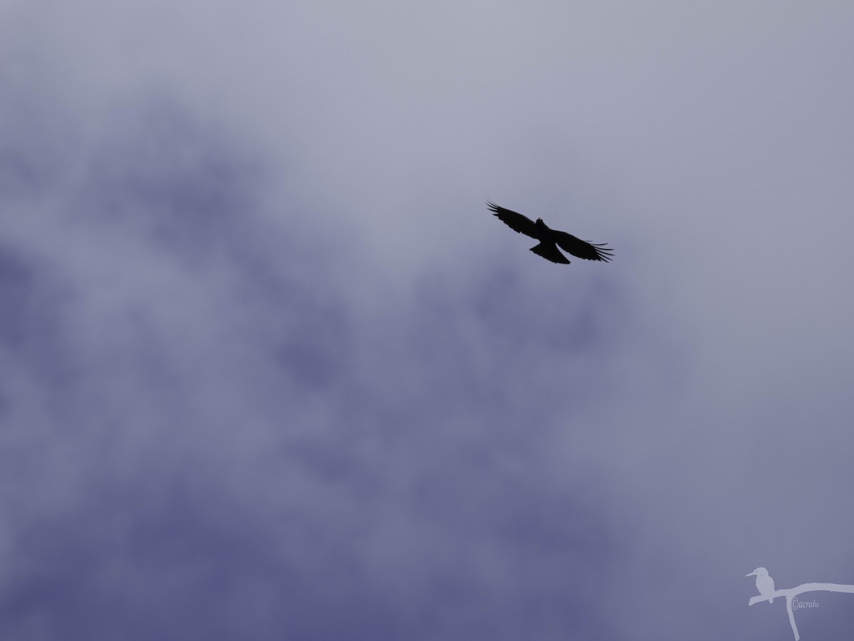 Red-billed Chough - ML645860689