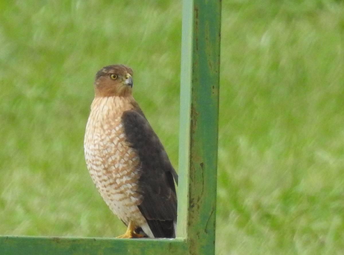 Cooper's Hawk - ML645860690