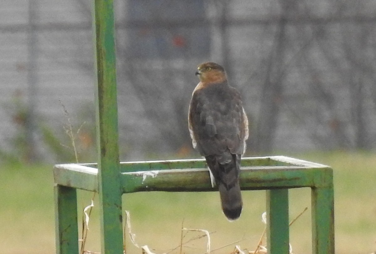 Cooper's Hawk - ML645860691
