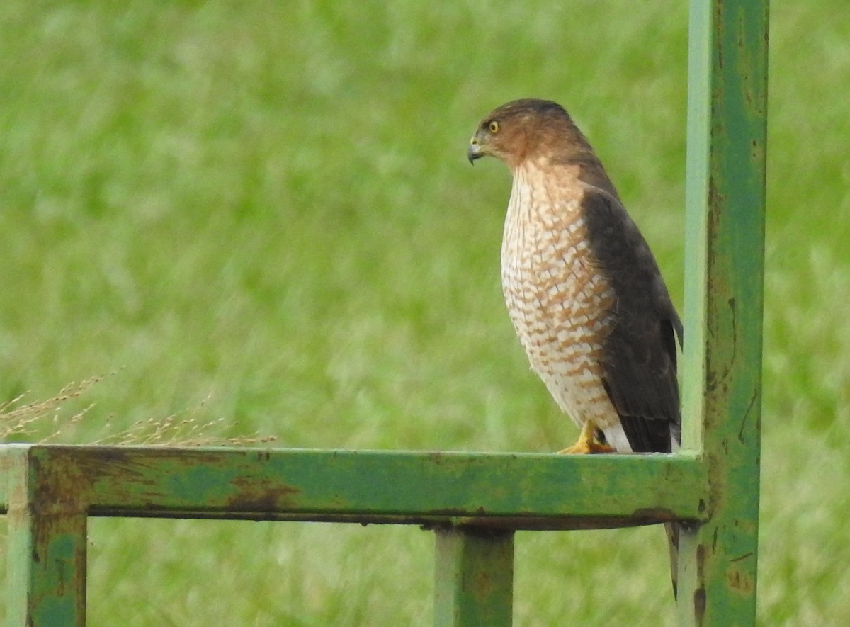 Cooper's Hawk - ML645860692