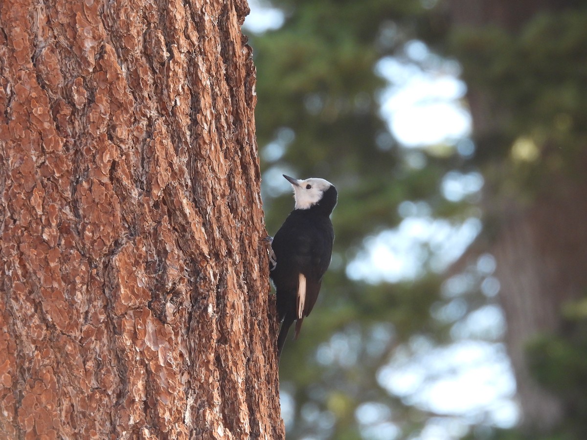 White-headed Woodpecker - ML645860695