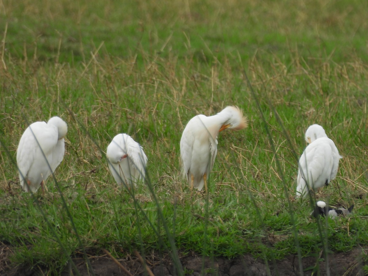 Western Cattle-Egret - ML645860696