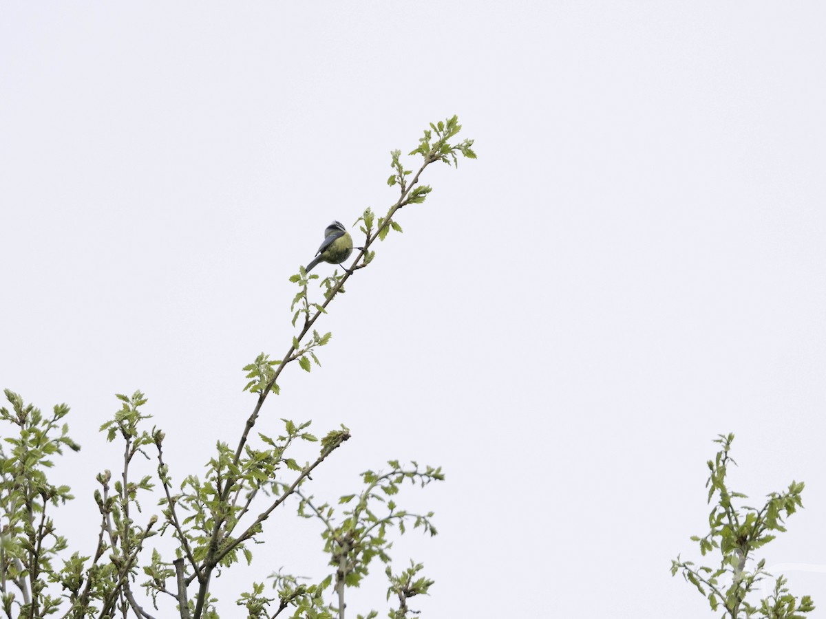 Eurasian Blue Tit - ML645860697