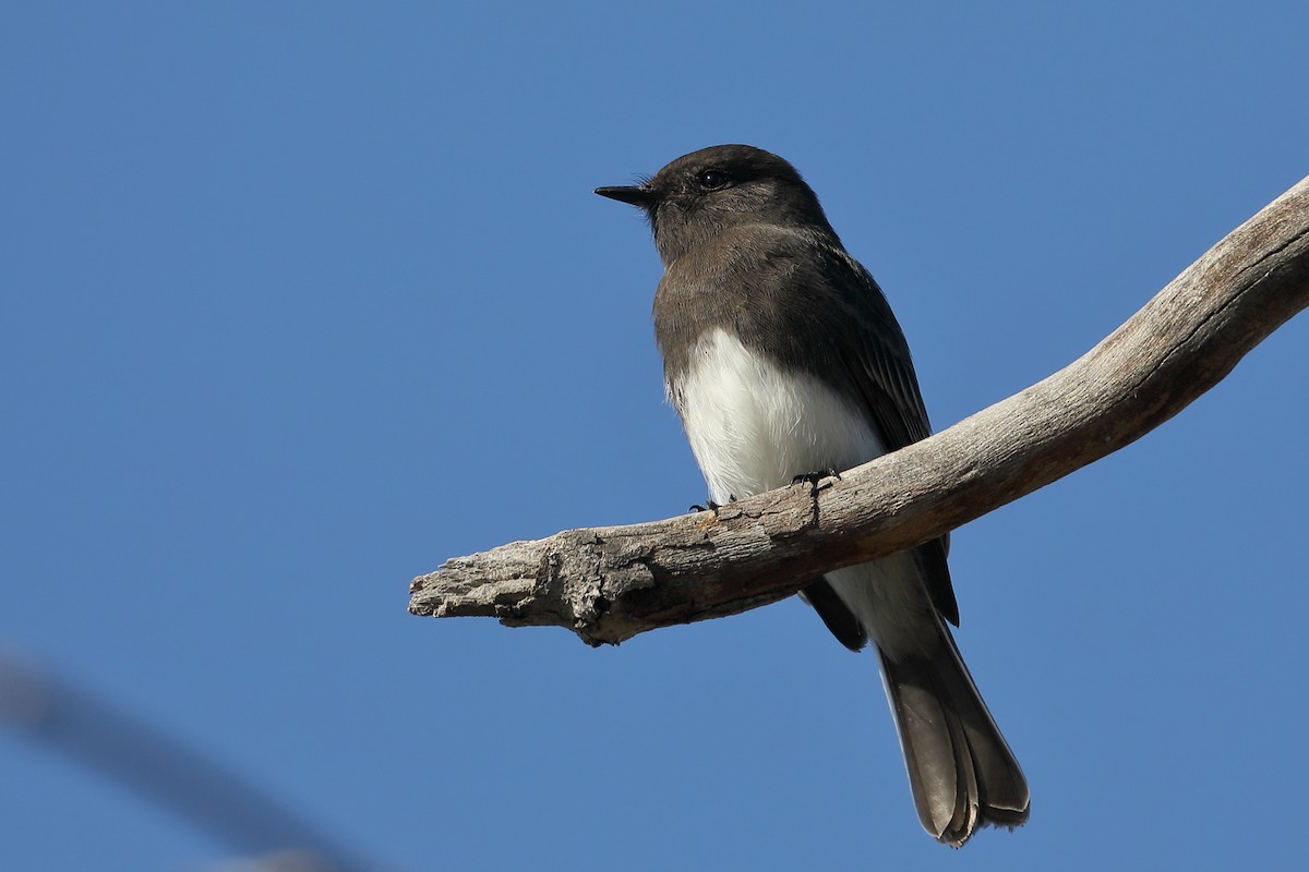 Black Phoebe - ML645860698