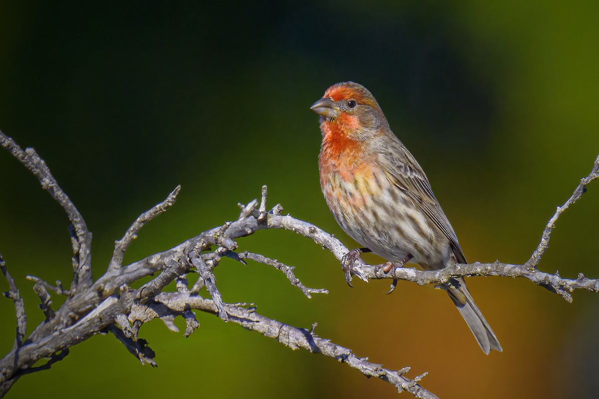 House Finch - ML645860699