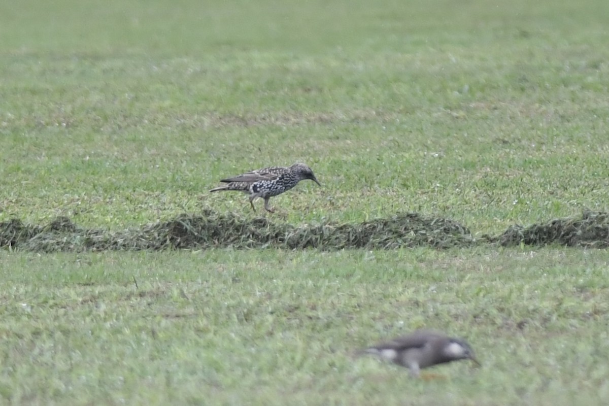 European Starling - ML645860700