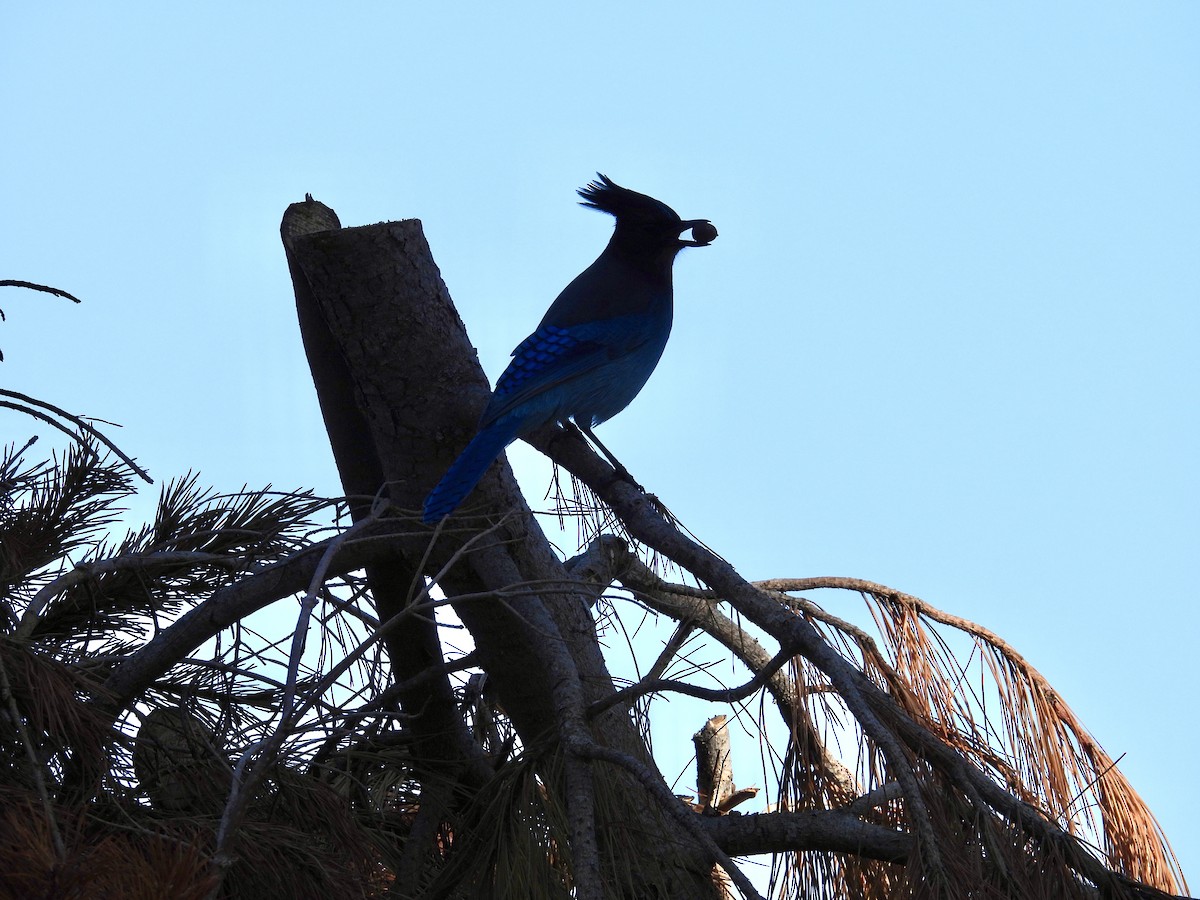 Steller's Jay - ML645860701