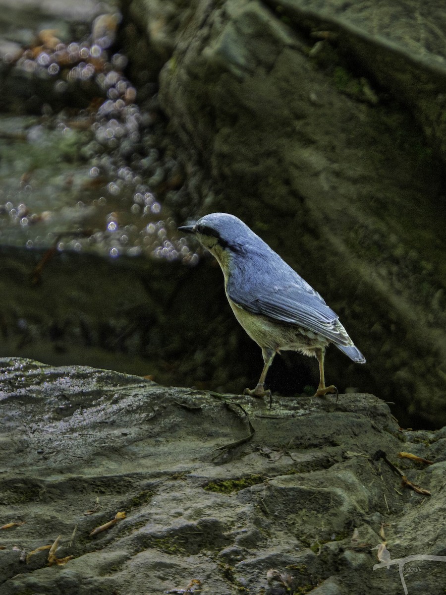 Eurasian Nuthatch - ML645860704