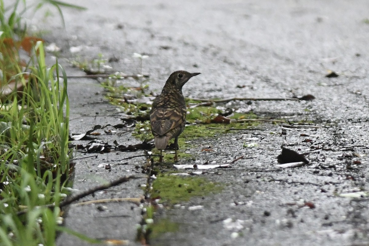 White's Thrush - ML645860705