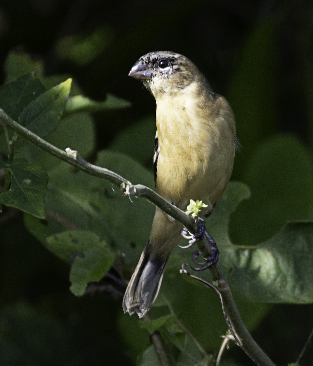 Morelet's Seedeater - ML645860706