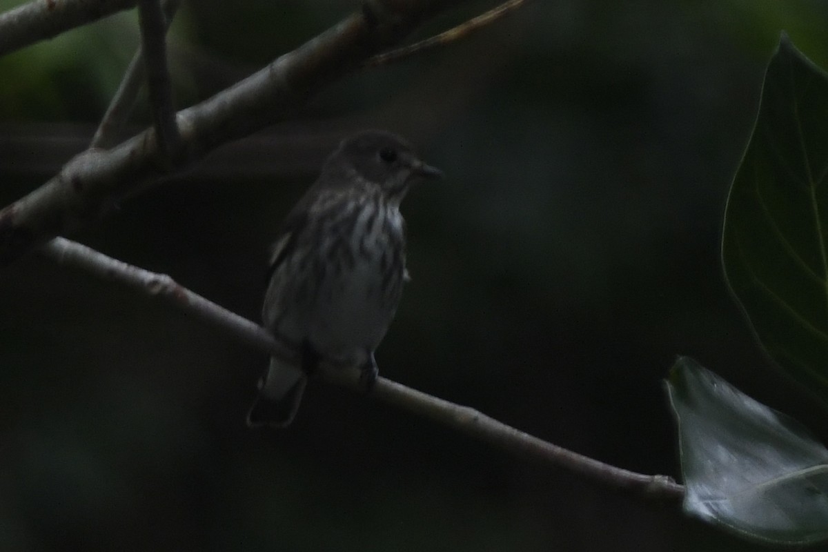 Gray-streaked Flycatcher - ML645860714