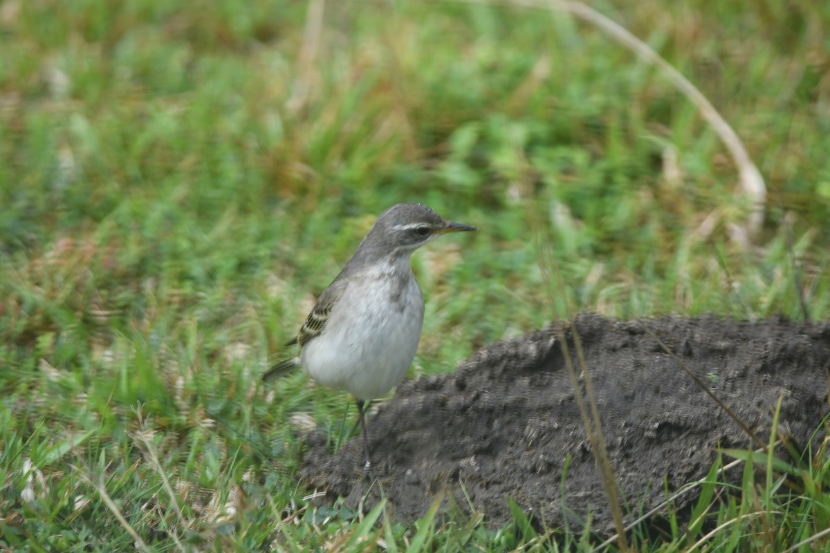 Eastern Yellow Wagtail - ML645860721