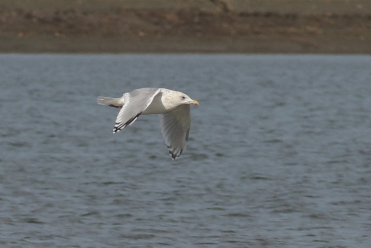 racek polární (ssp. thayeri) - ML645860723