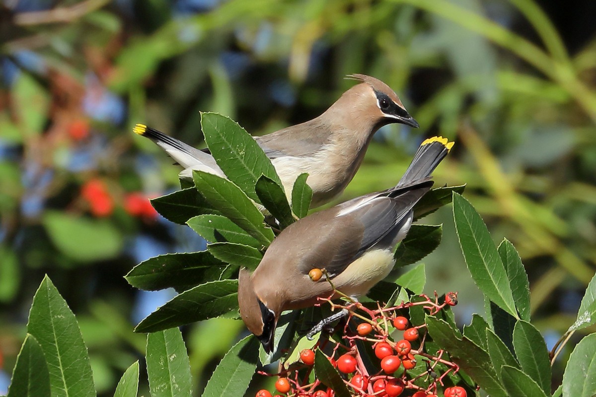 Cedar Waxwing - ML645860726