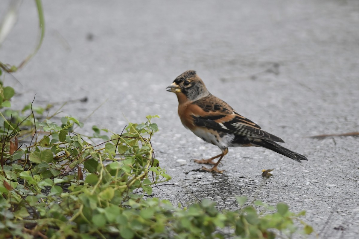 Brambling - ML645860727